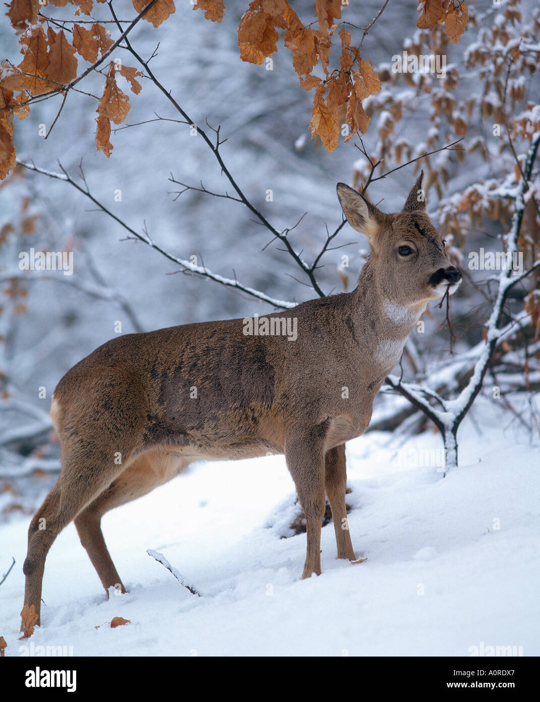 Adult roe deer in hi-res stock photography and images - Alamy