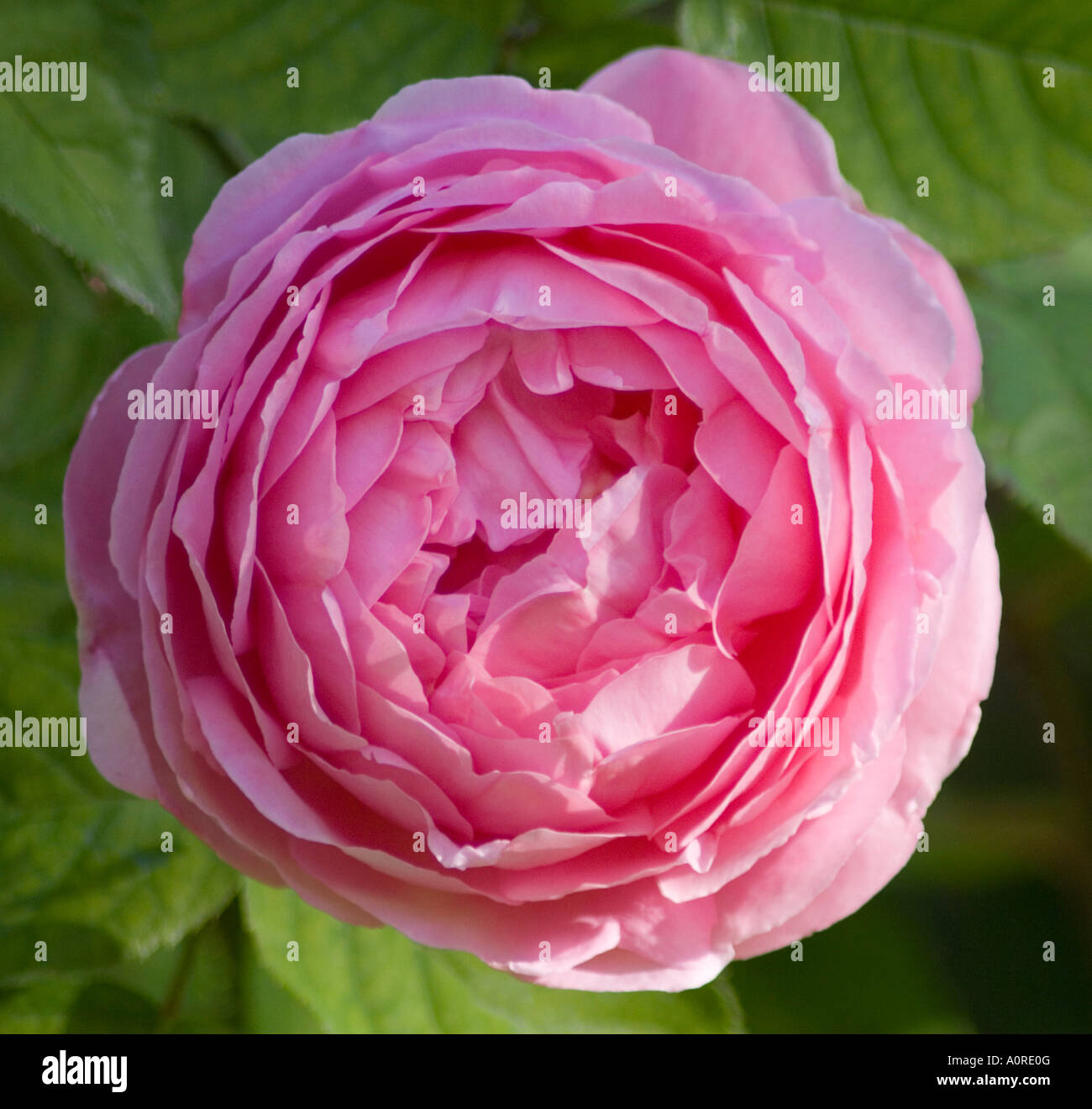 A pink English rose Rosa Constance Spry taken in June London England United Kingdom Europe Stock Photo