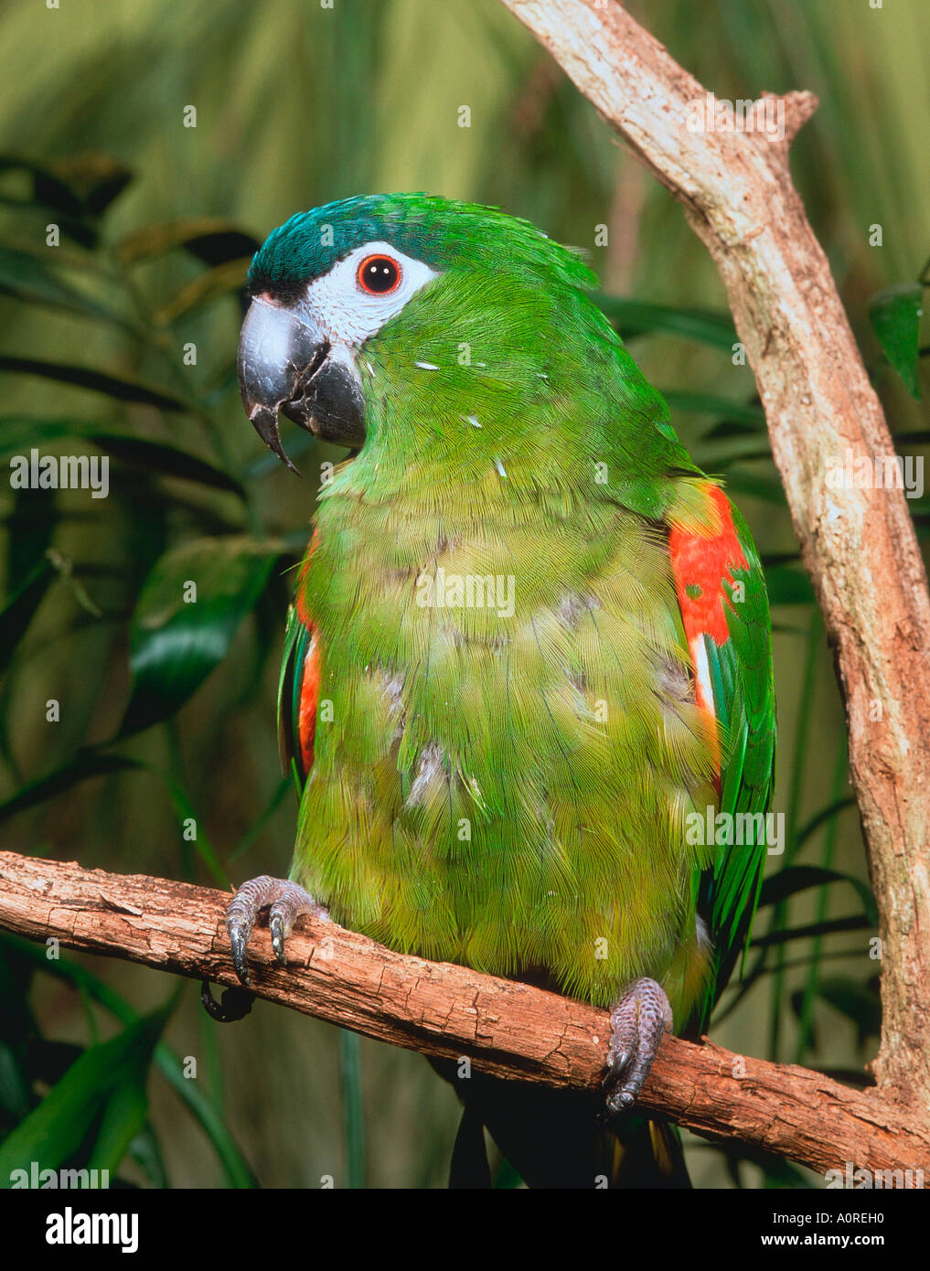 Hahn S Macaw Noble Macaw Stock Photo Photo Inspiration