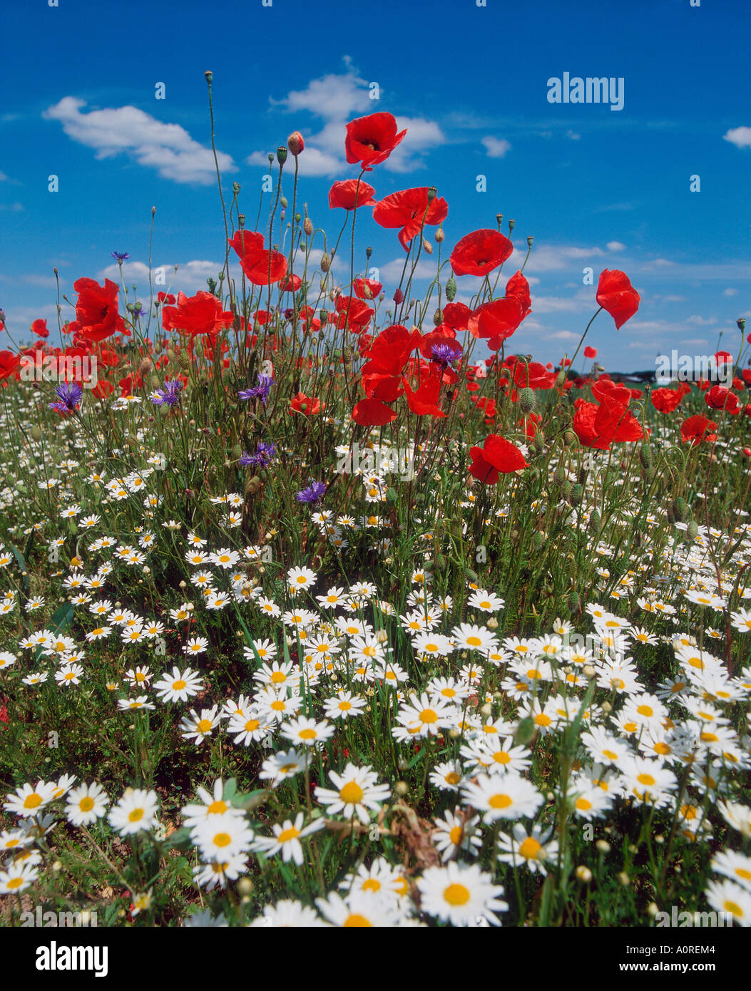 Common Poppy and Daisy Stock Photo - Alamy