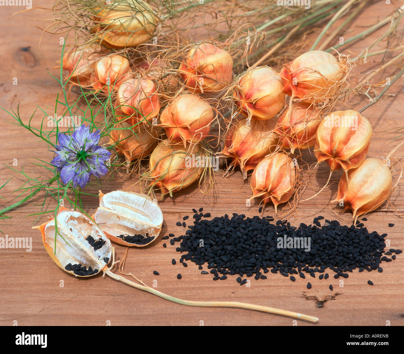 Nigella sativa black cumin plants hires stock photography and images