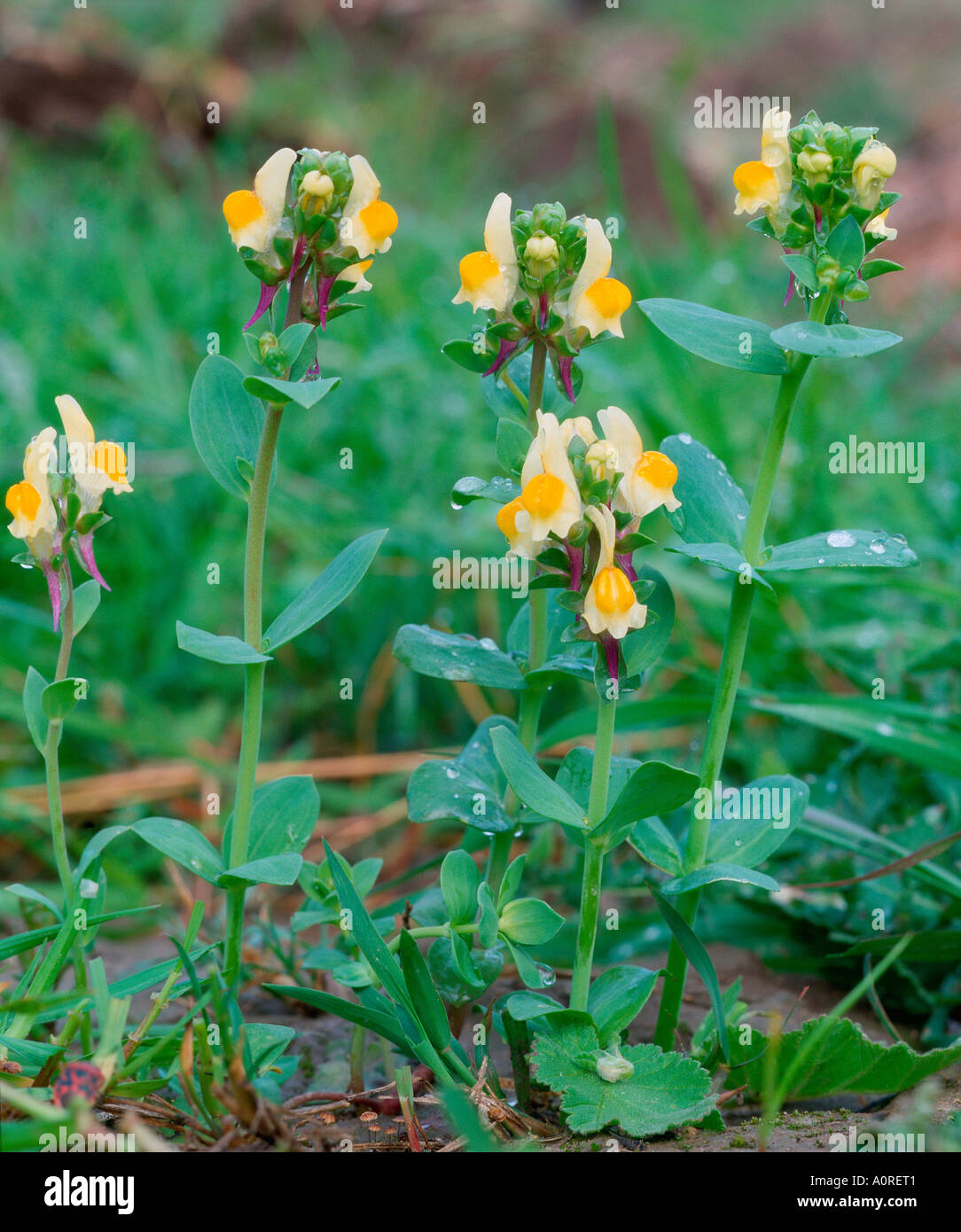 Toadflax Stock Photo