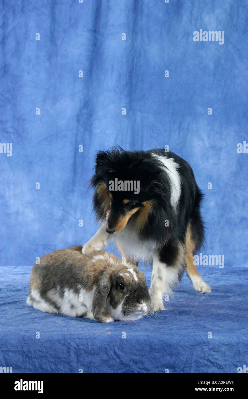 Sheltie and Lop-eared Dwarf Rabbit / Shetland Sheepdog Stock Photo - Alamy
