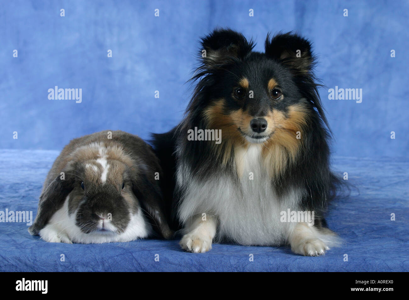 Sheltie and Lop-eared Dwarf Rabbit / Shetland Sheepdog Stock Photo - Alamy