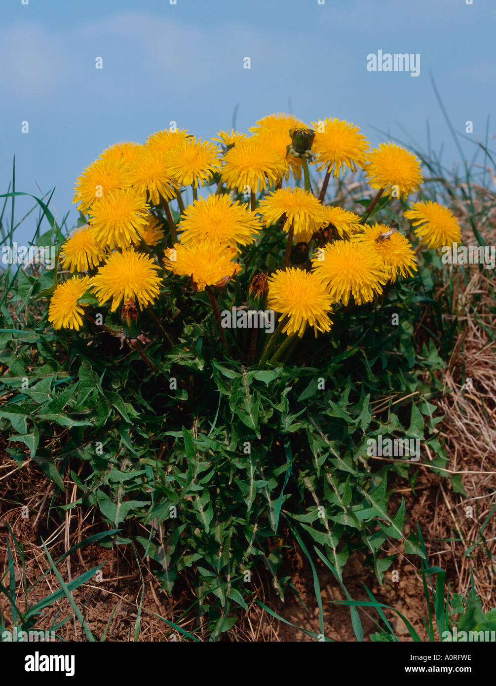 Upright dandelion hi-res stock photography and images - Alamy