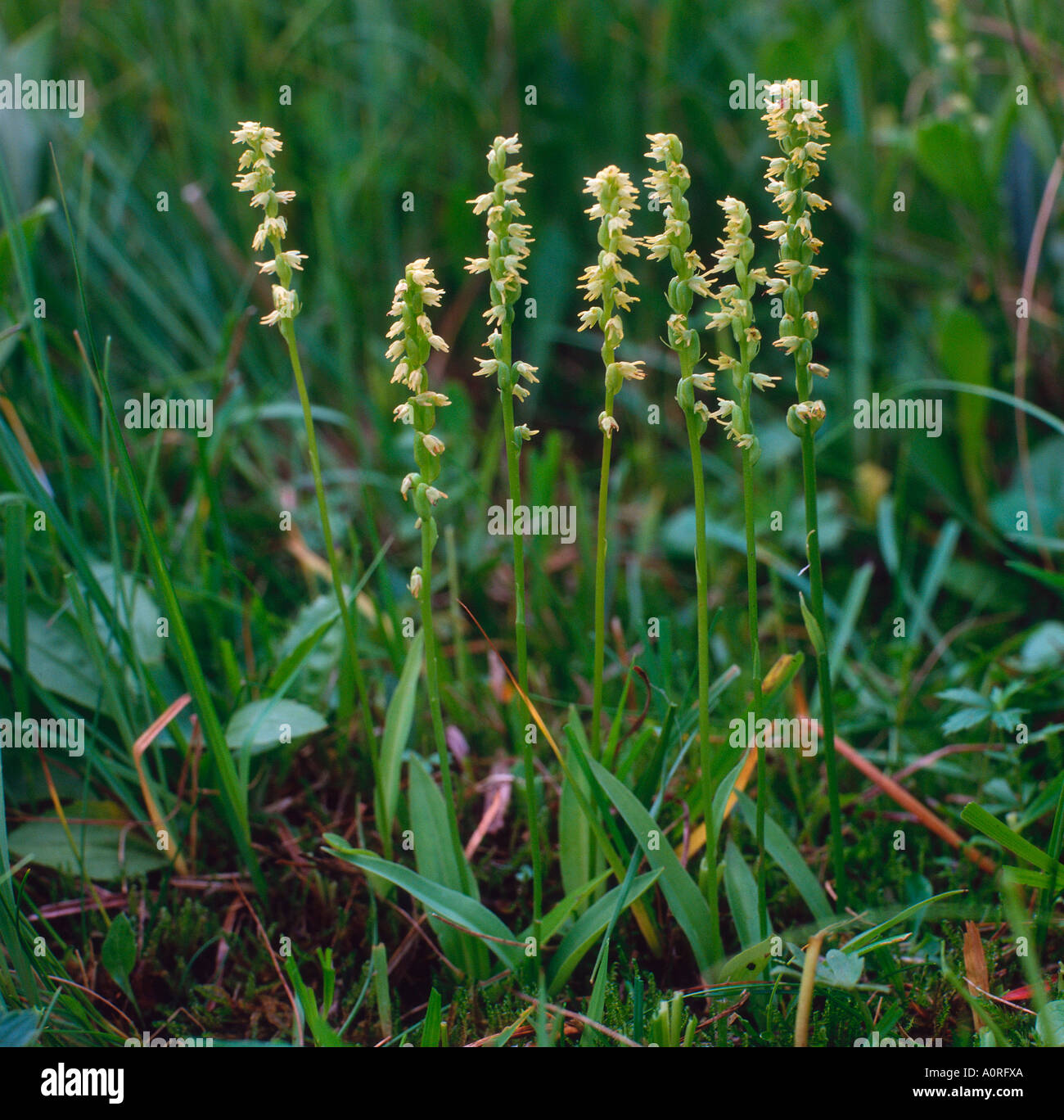 Musk Orchid Stock Photo
