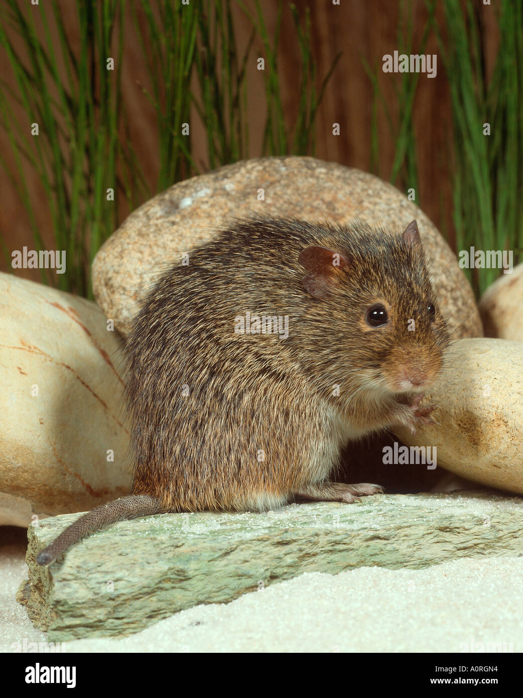 Bamboo rat hires stock photography and images Alamy