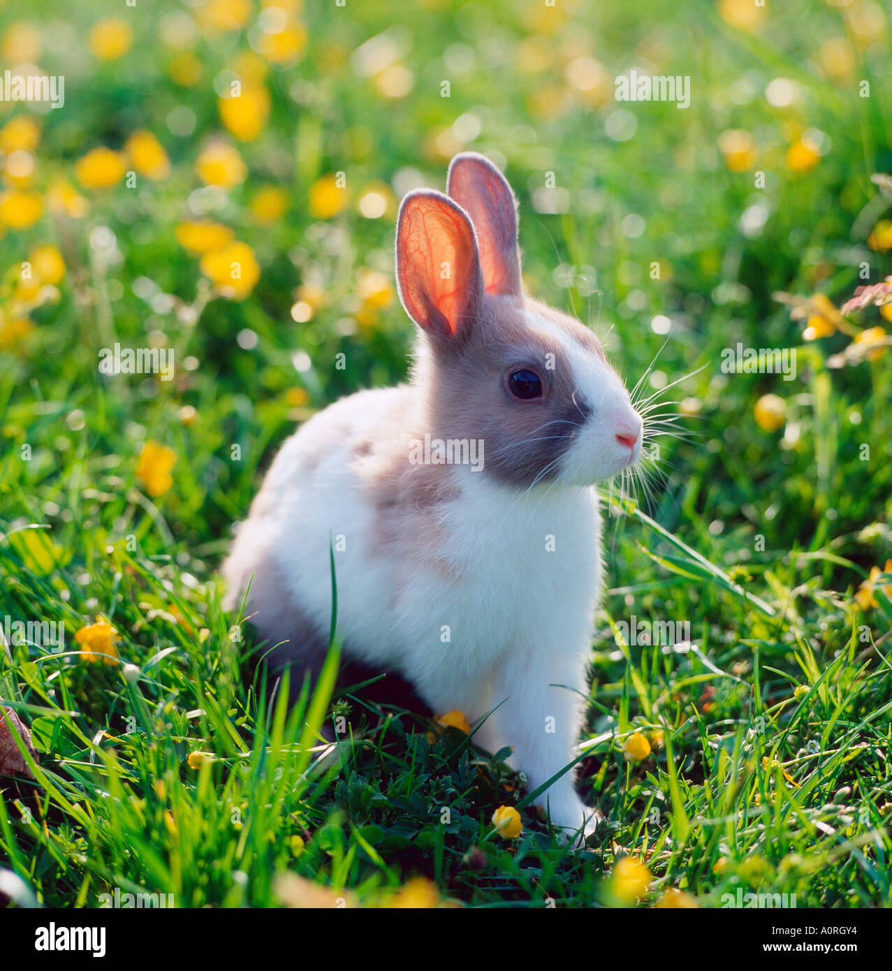 Back of a rabbit hi-res stock photography and images - Alamy