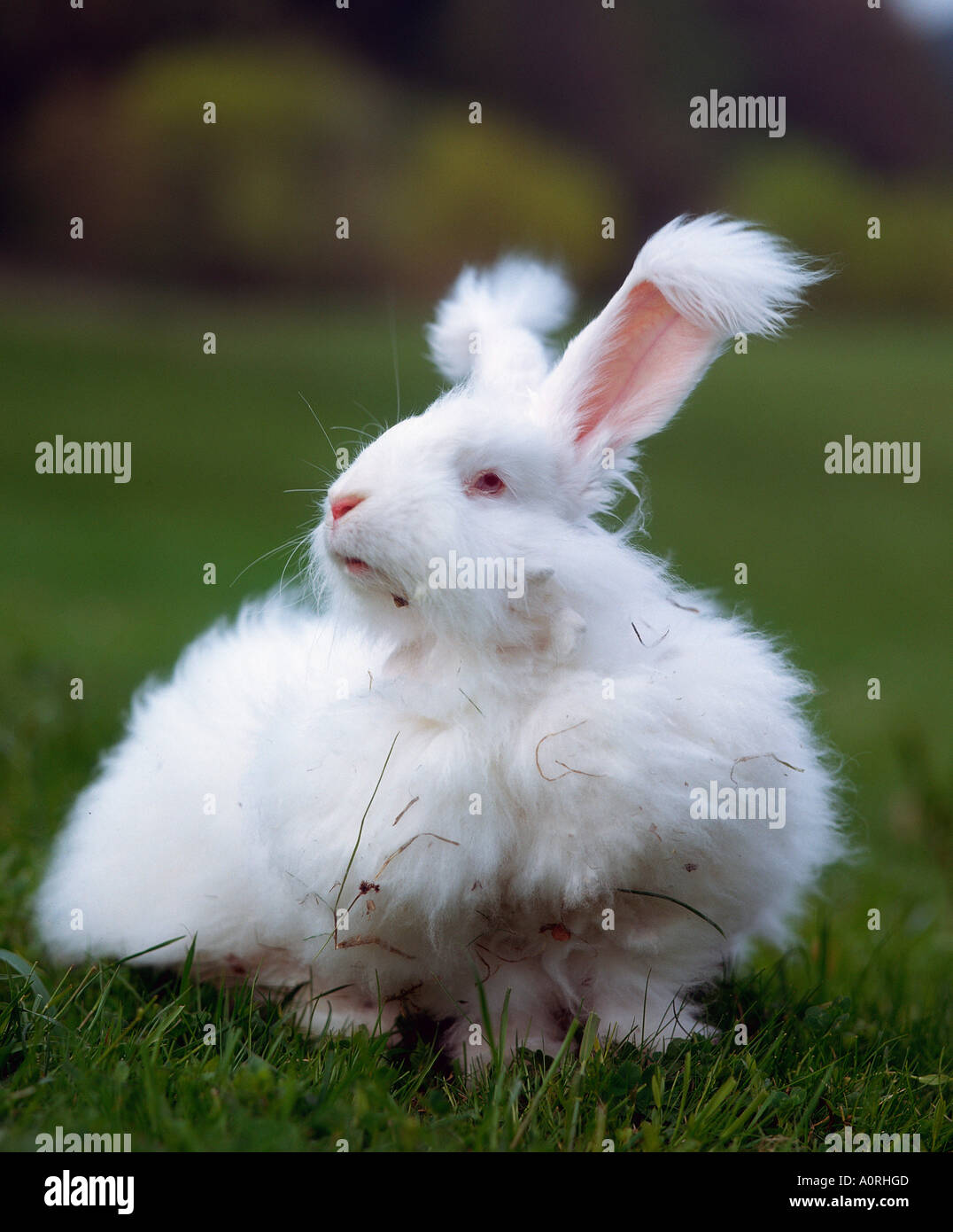 Angora Rabbit Stock Photo