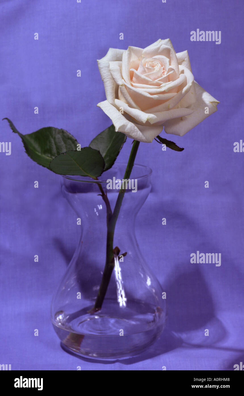 Pink rose in a glass vase number 2234 Stock Photo