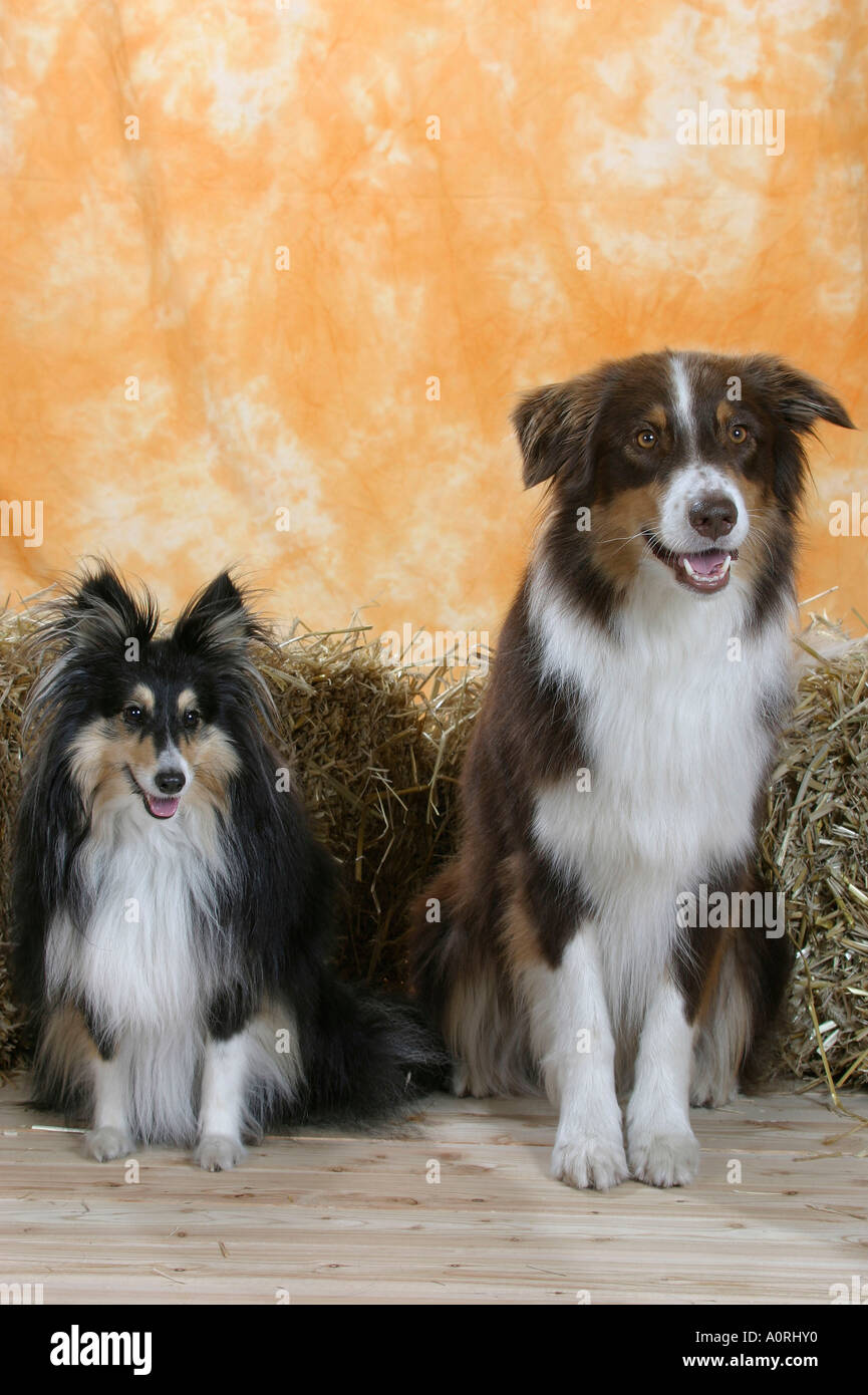 Australian shepherd and sheltie hi-res stock photography and images - Alamy