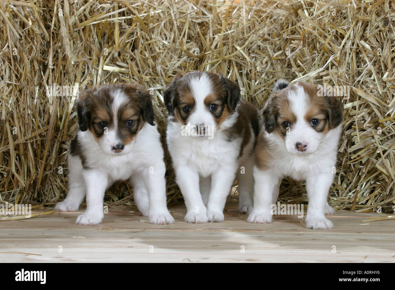 Small Dutch Waterfowl Dog / Kooikerhondje Stock Photo ...