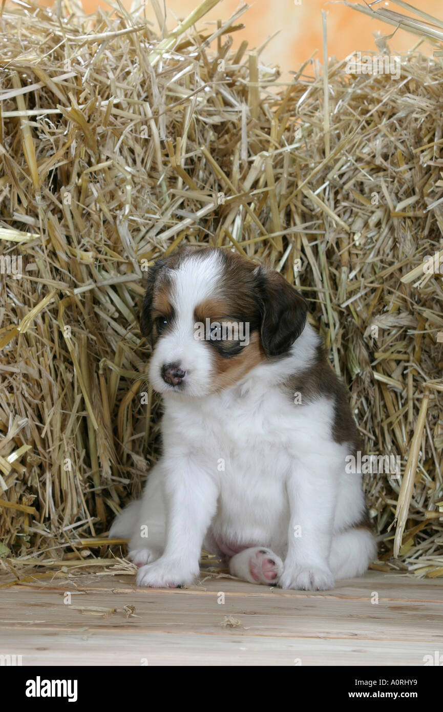 Small Dutch Waterfowl Dog / Kooikerhondje Stock Photo