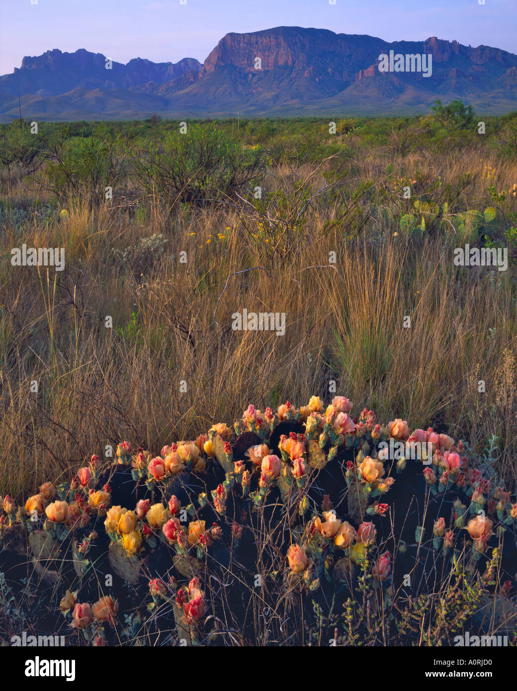 Chisos Mountains Spring Prickly Pear Cactus at Sunrise Big Bend National Park Rio Grande River Chihuahuan Desert Texas Stock Photo