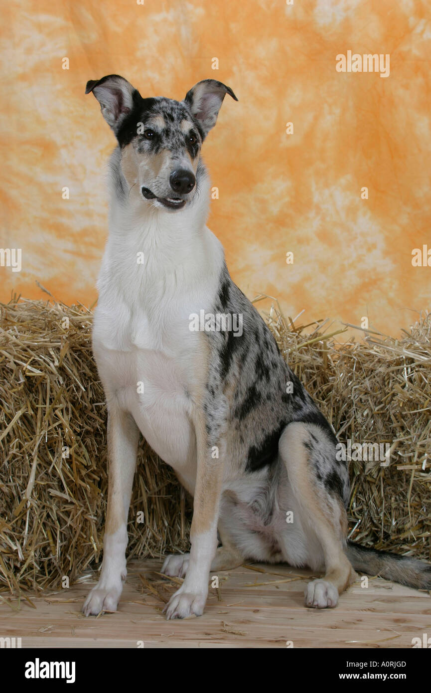 Smooth Collie Stock Photo