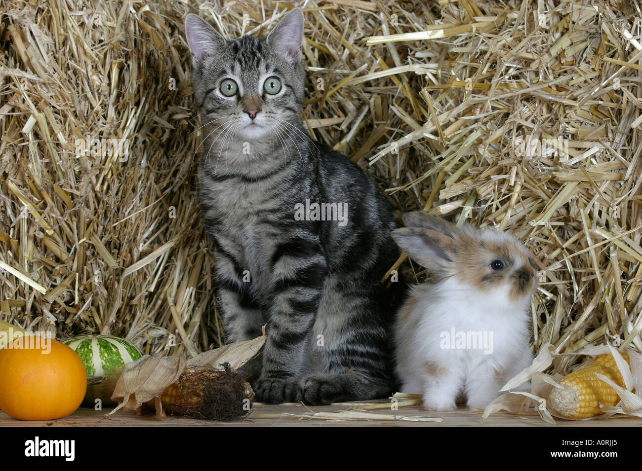 Domestic Cat and Dwarf Rabbit Stock Photo Alamy