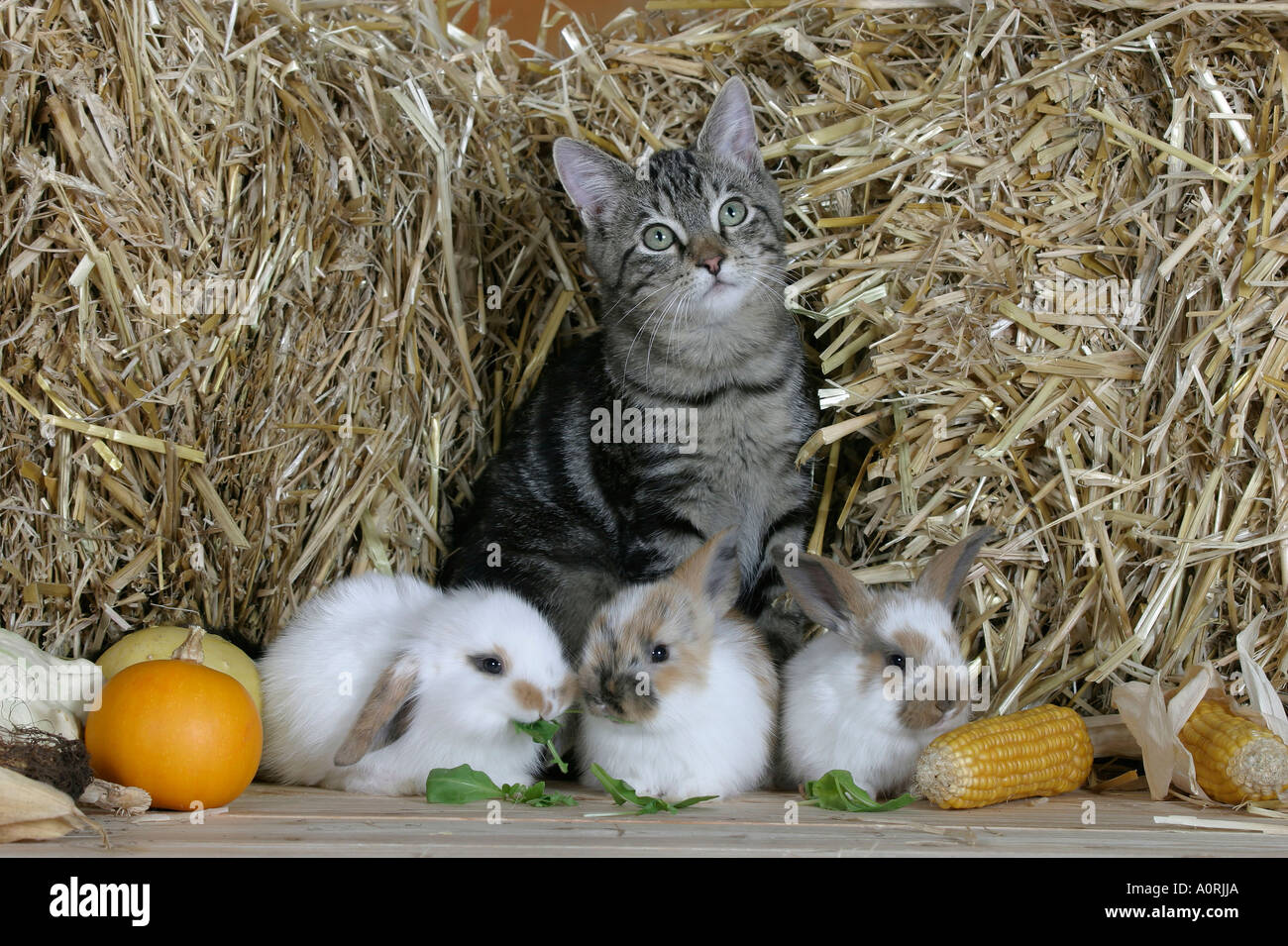 Rabbit And Cat High Resolution Stock Photography and Images - Alamy
