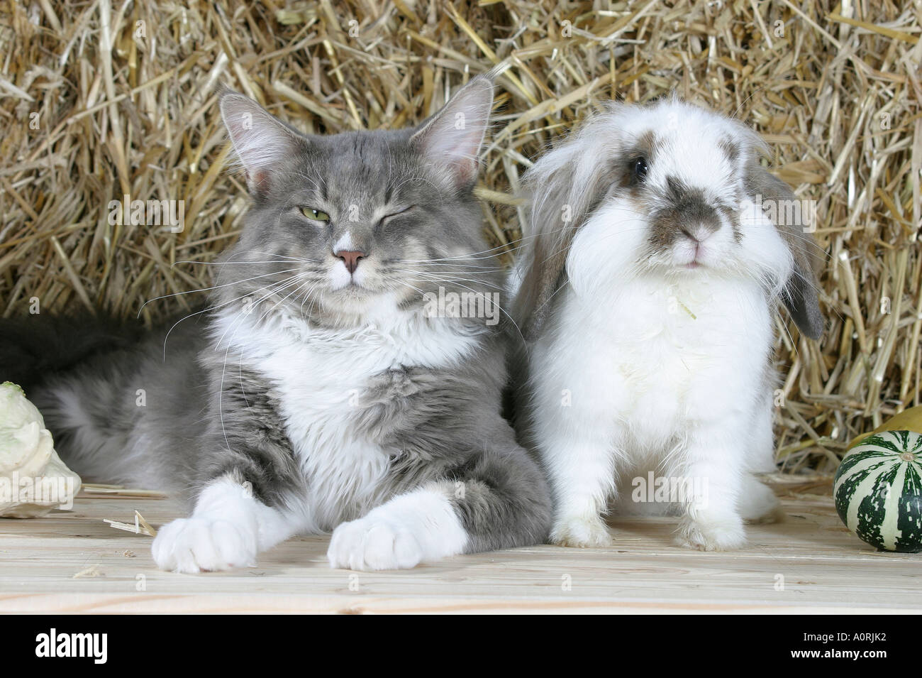Coon Rabbit Dwarf Maine Coons