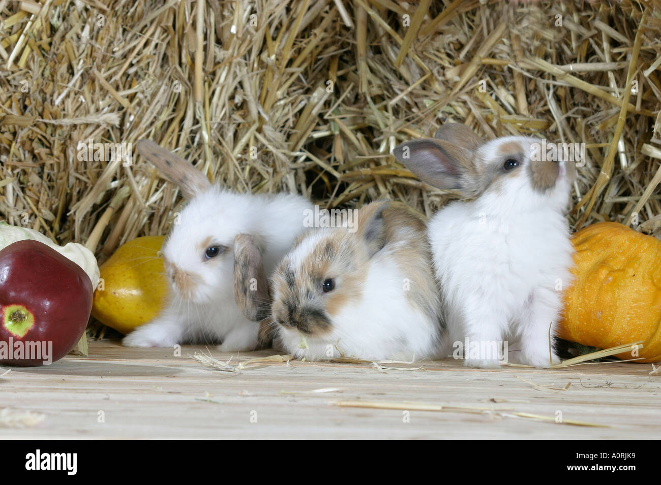 Lop-eared Dwarf Rabbit Stock Photo