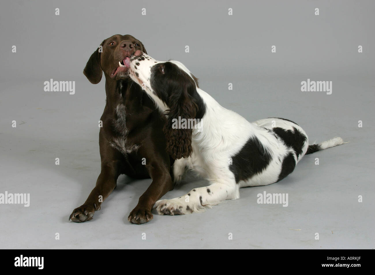German Shorthaired Pointer and English Springer Spaniel Stock Photo