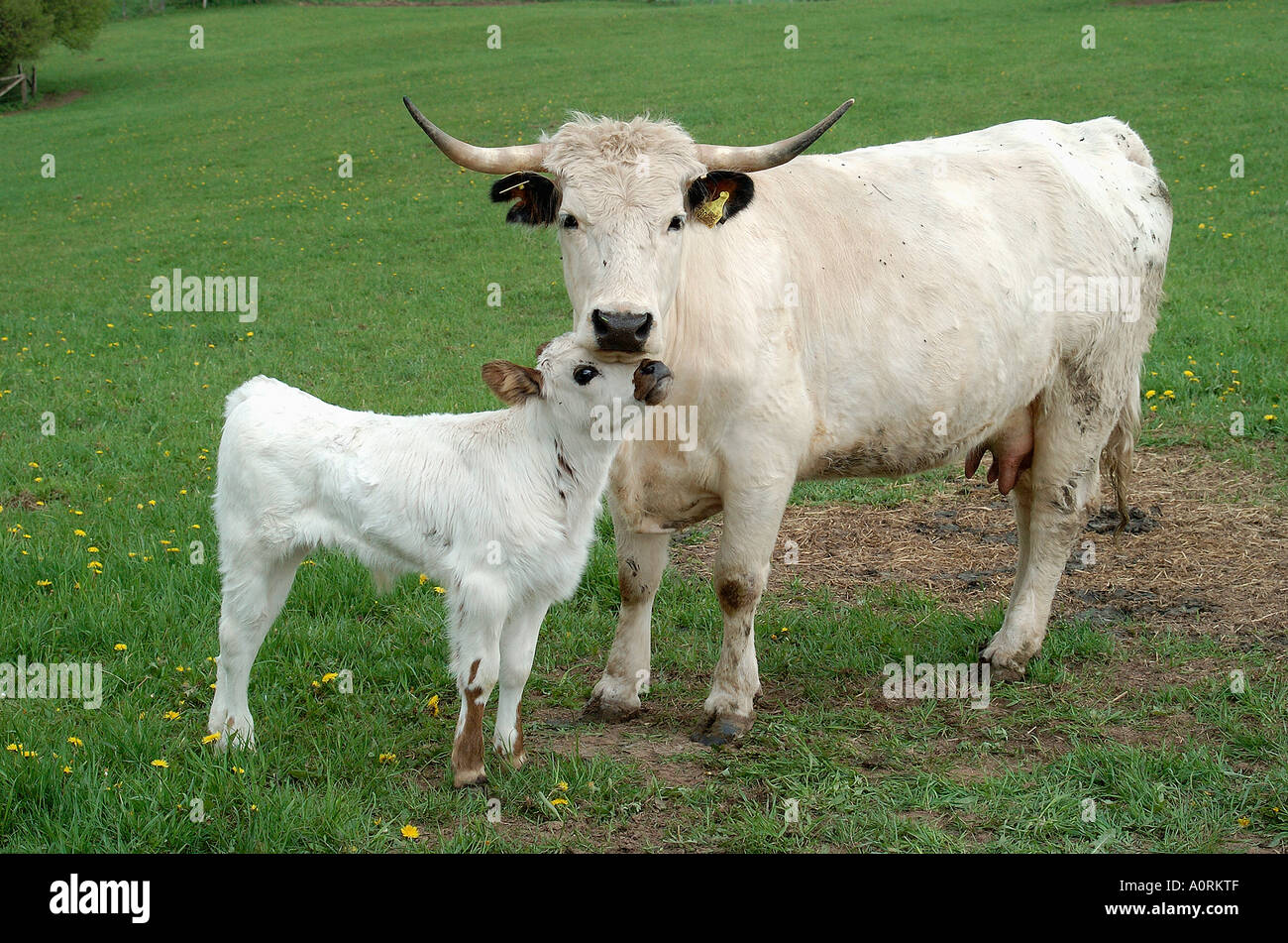 White Park Cattle Stock Photo Alamy