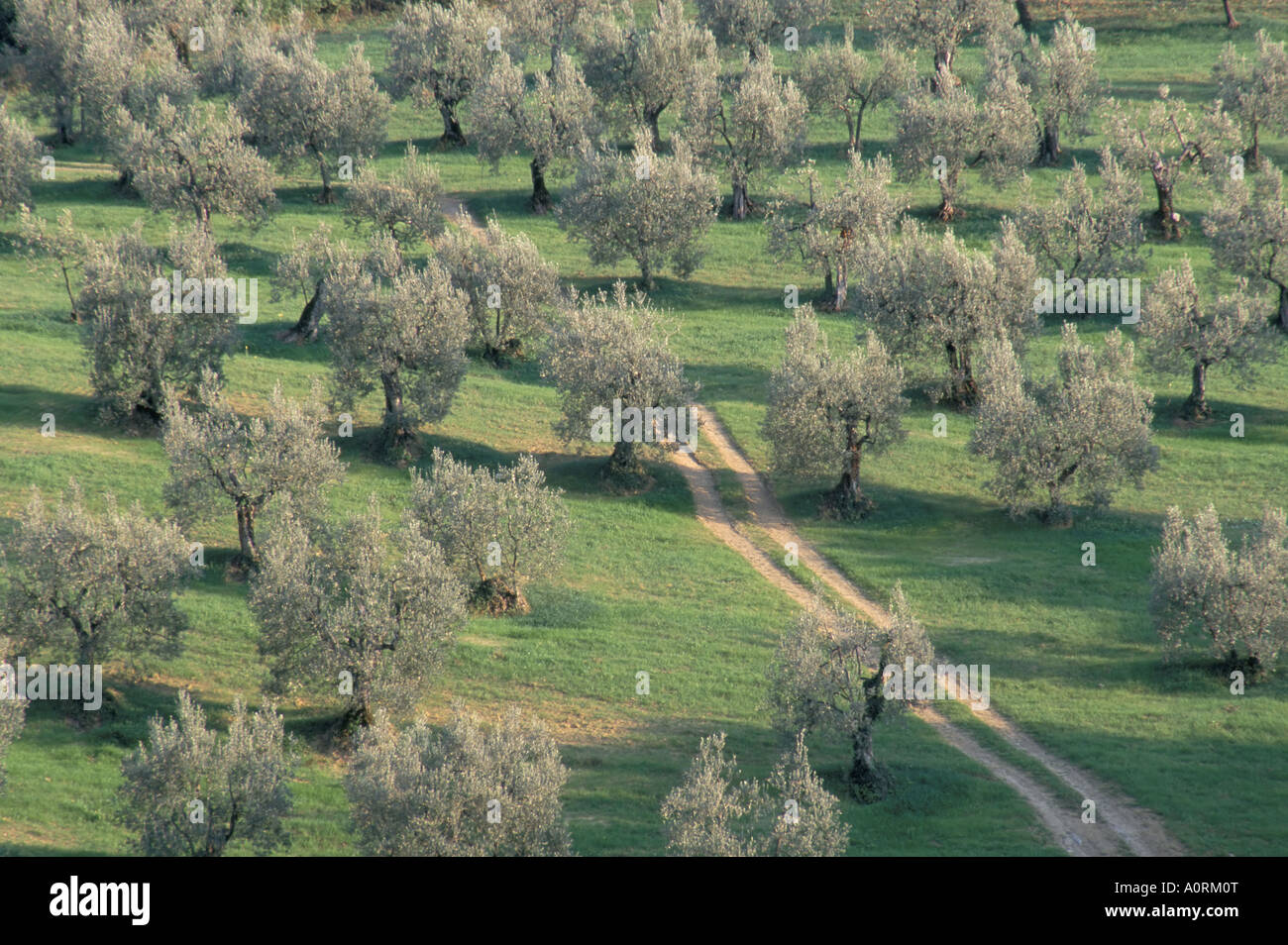 Olive trees hi-res stock photography and images - Alamy