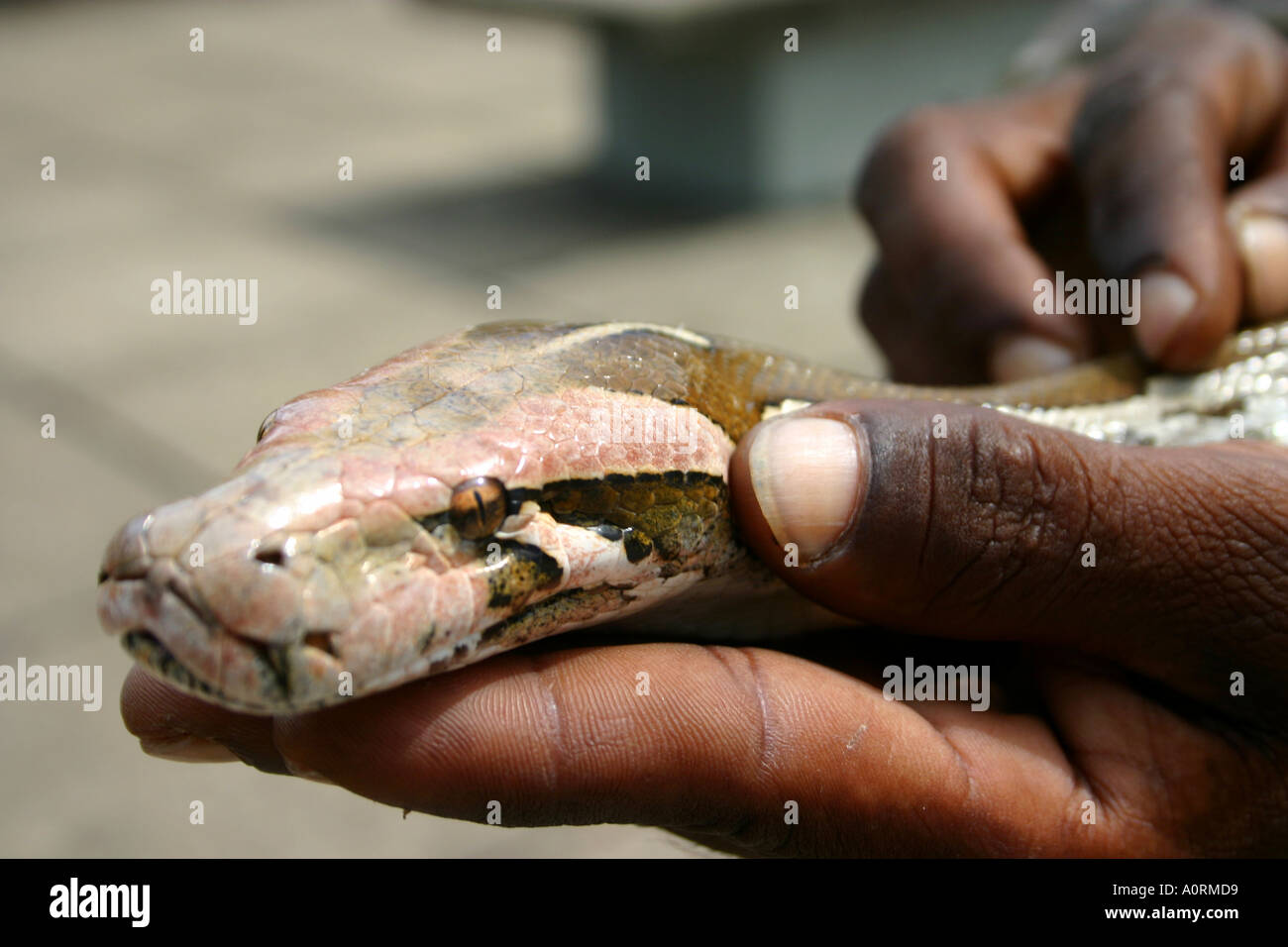 Python Head in Hand Stock Photo - Alamy