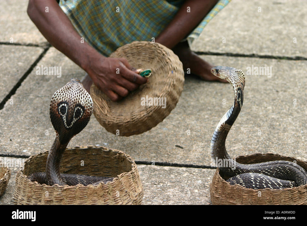 West Bengal And The 'Sting Of A Cobra