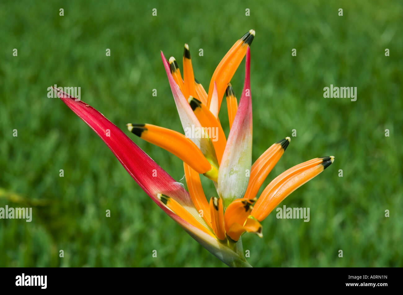 Type of Bird of Paradise plant Costa Rica Central America Stock