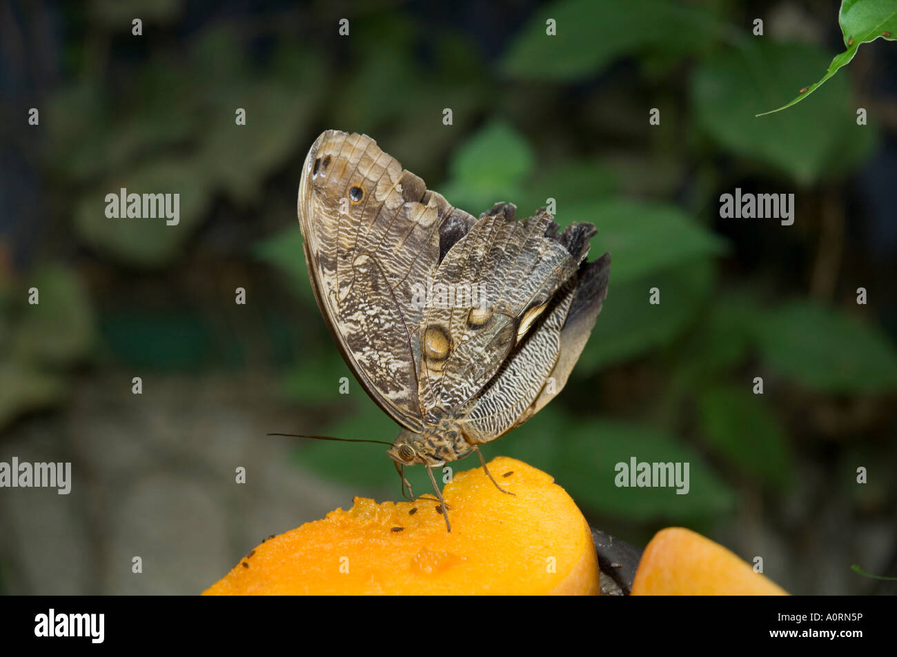 Owl Moth Monteverde Costa Rica Central America Stock Photo