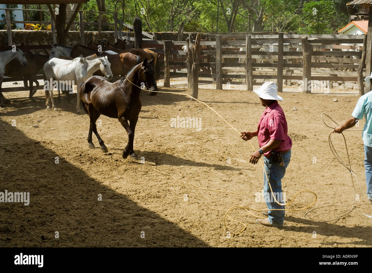 Horses Hacienda Guachipelin near Rincon de la Vieja National Park ...