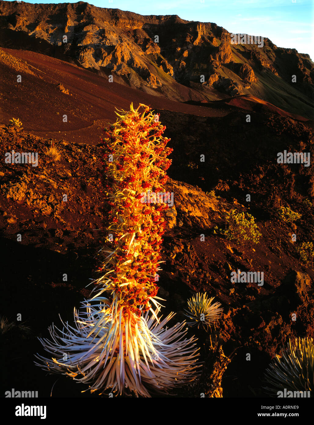 Haleakala Silversword Haleakala National Park Island of Maui Hawaii