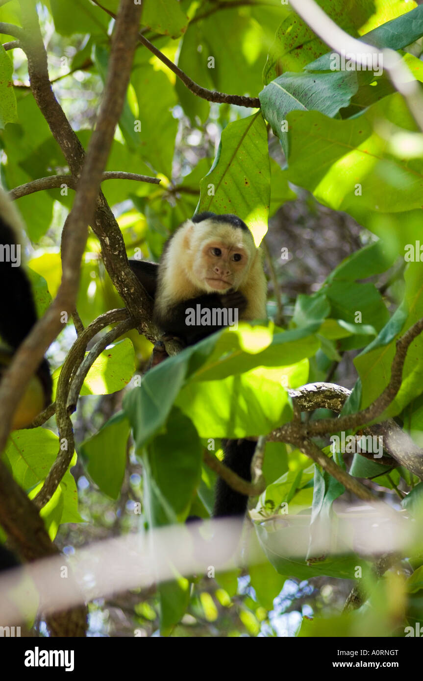 Capuchin or white faced monkey Manuel Antonio Nature Reserve Manuel Antonio Costa Rica Central America Stock Photo