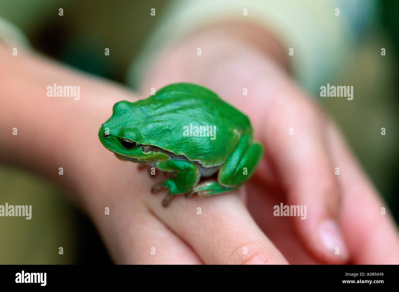 Tree Frog / Tree Toad Stock Photo - Alamy