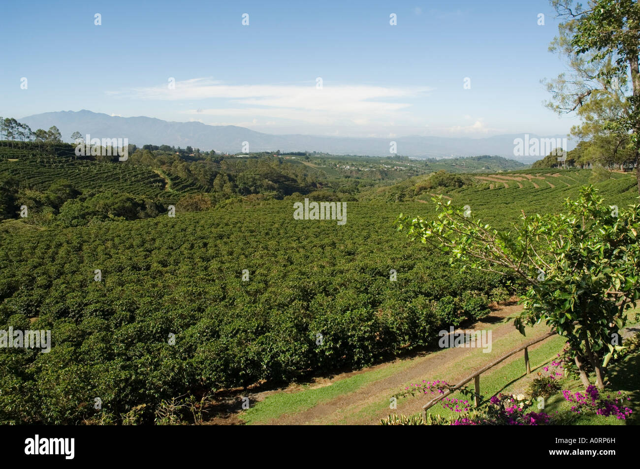 Coffee plantations on the slopes of the Poas Volcano near San Jose