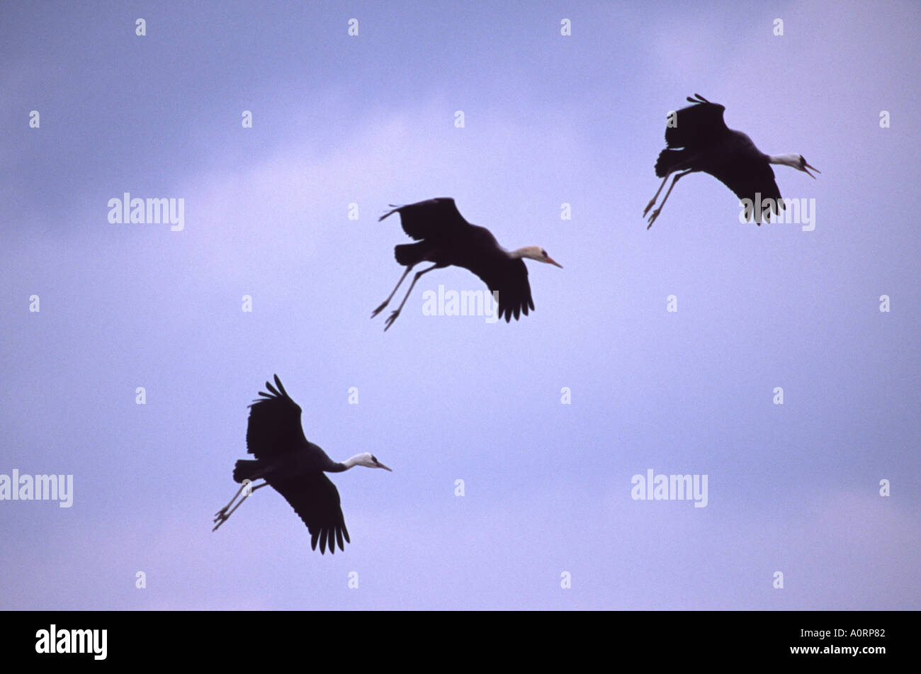 Three hooded cranes landing. Japan. Stock Photo