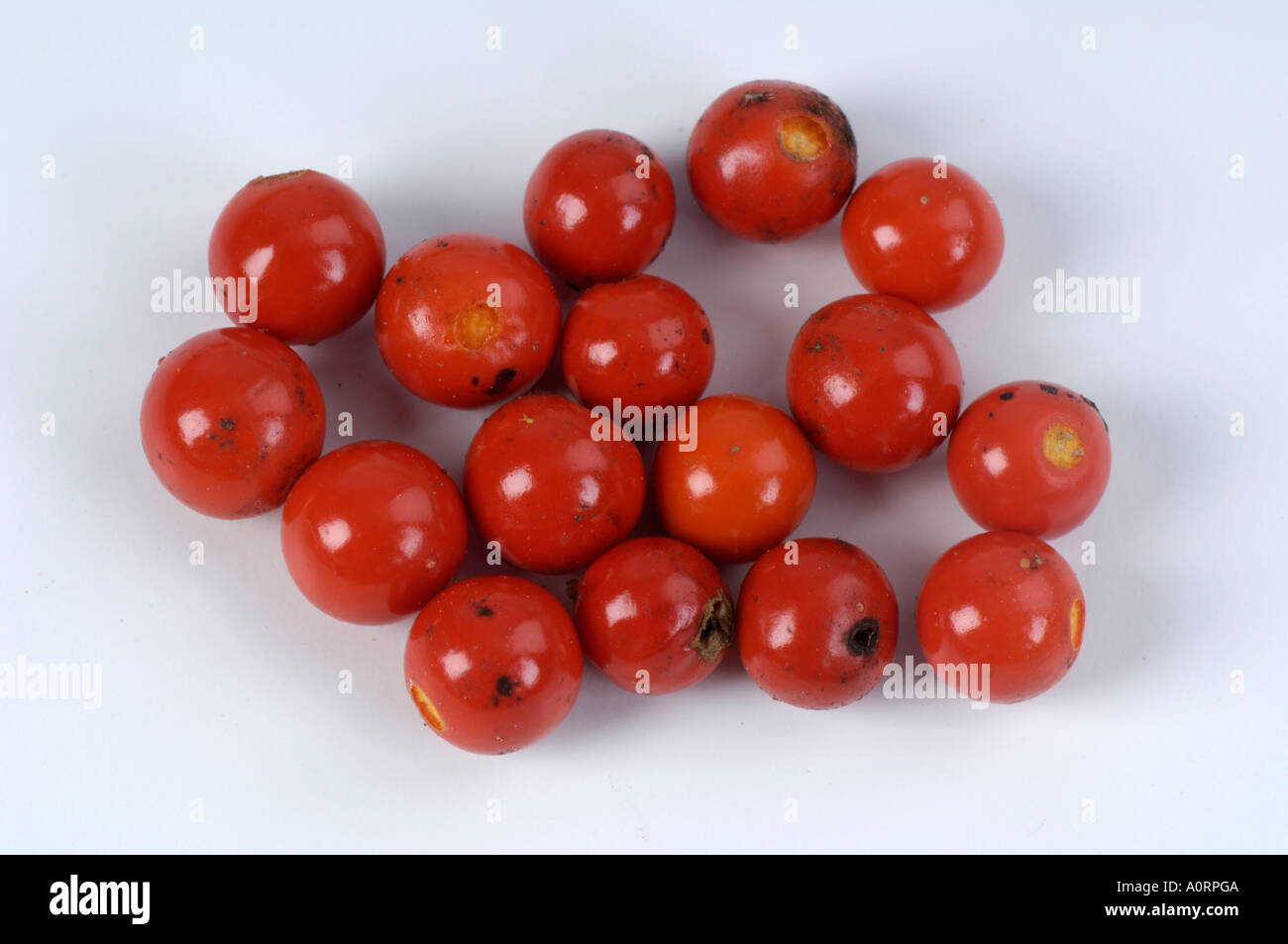 Ashwagandha / Indian Ginseng Stock Photo Alamy
