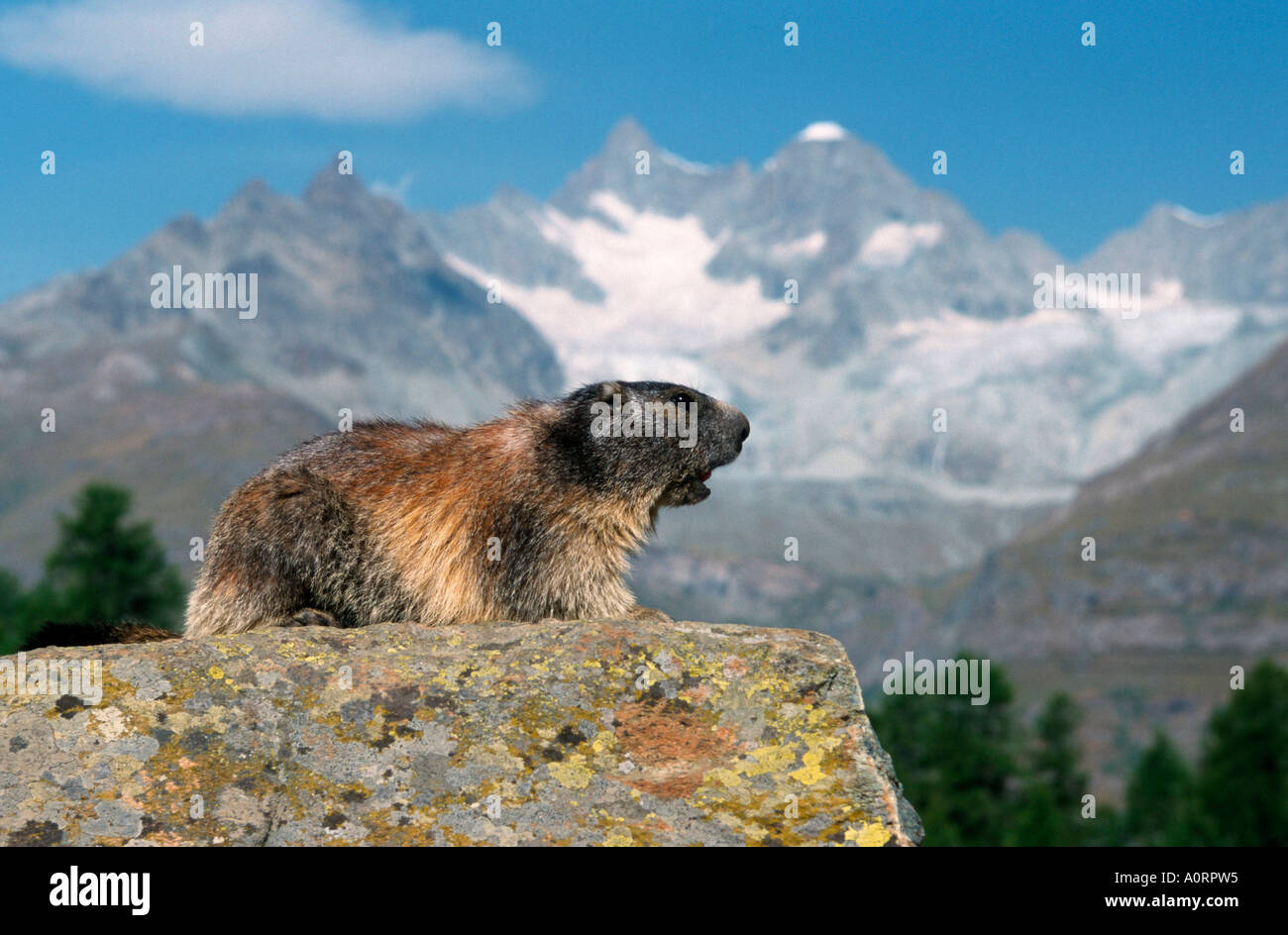 Alpine Marmot / Alpenmurmeltier  / Murmeltier Stock Photo