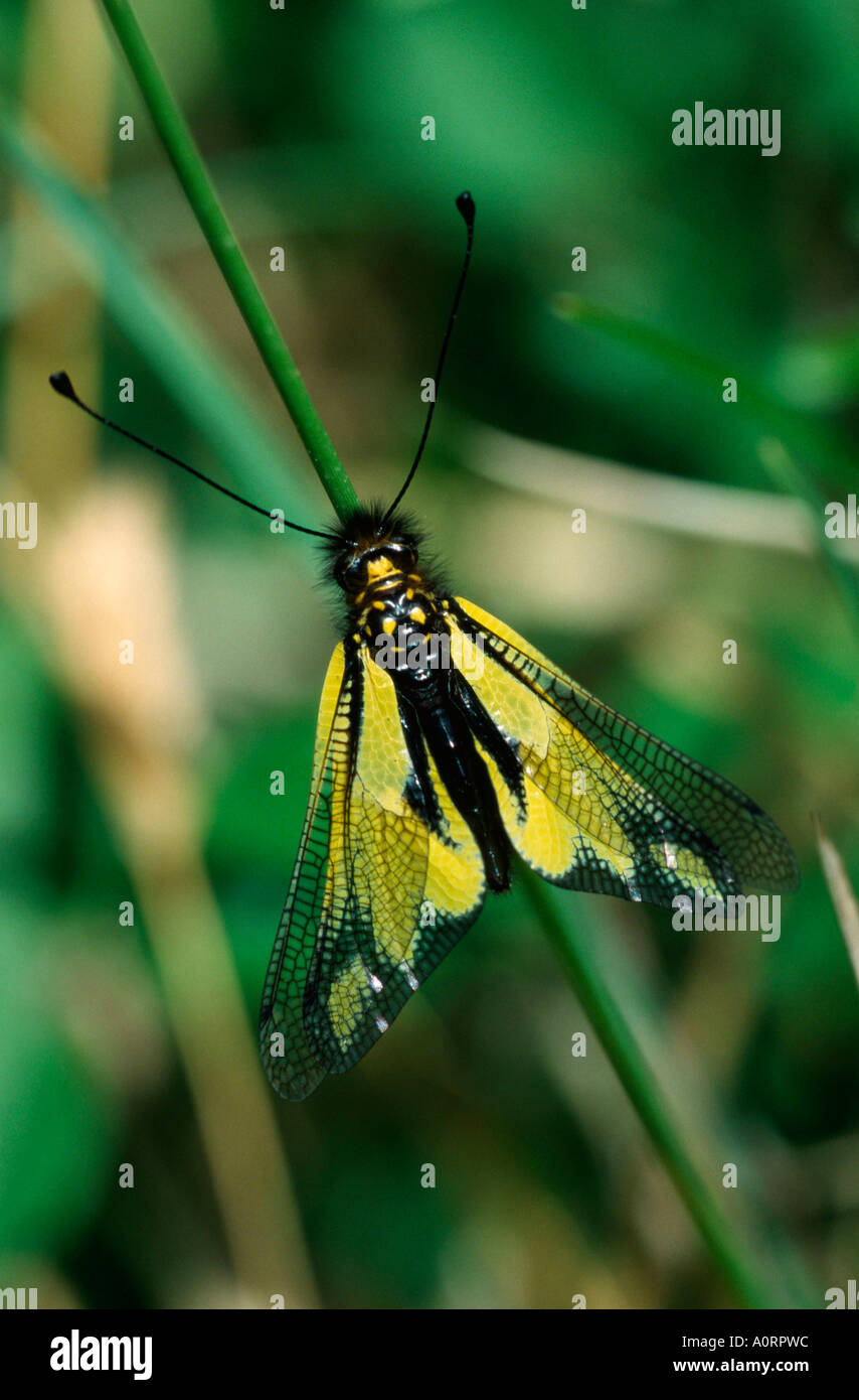 European Owlfly / Libellen-Schmetterlingshaft Stock Photo