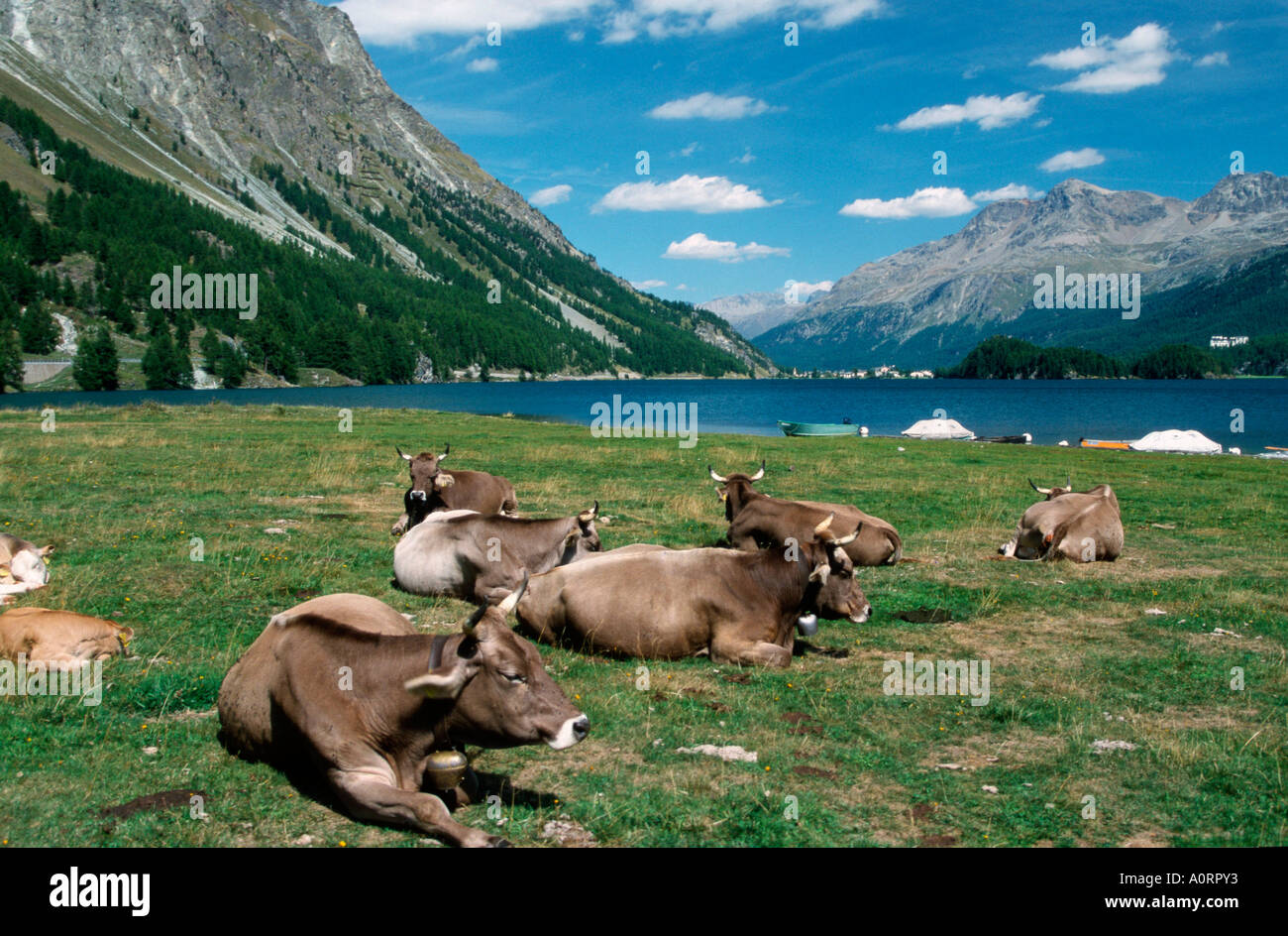 Brown Swiss Cattle / Hausrind / Braunes Schweizer Rind Stock Photo