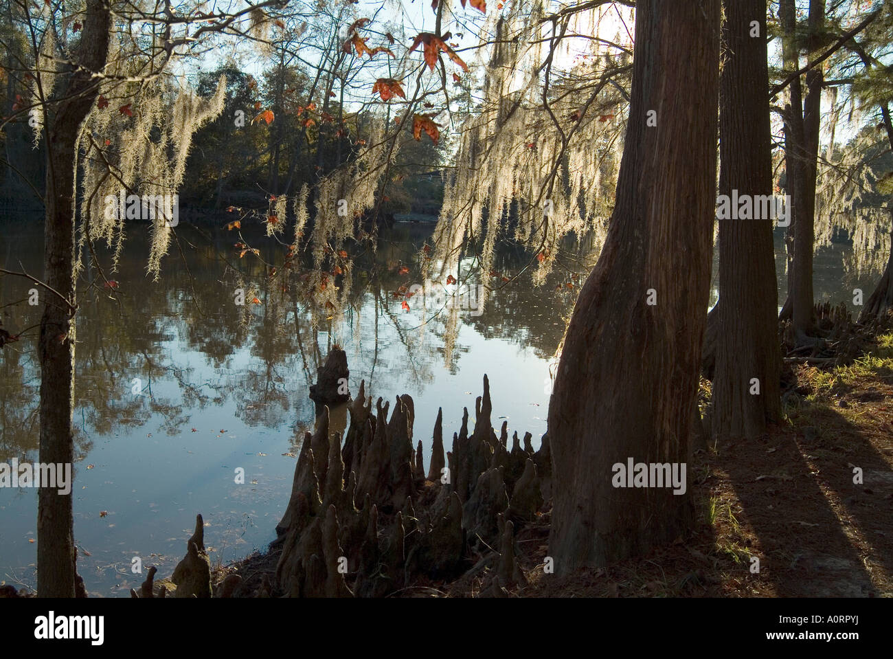Sam Houston Jones State Park Lake Charles Louisiana United States of