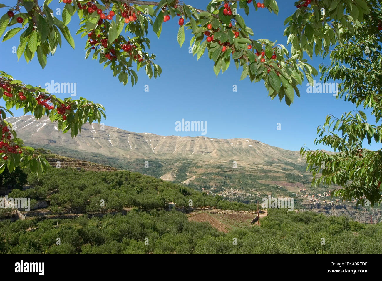 Cherry tree Bcharre Qadisha Valley UNESCO World Heritage Site North