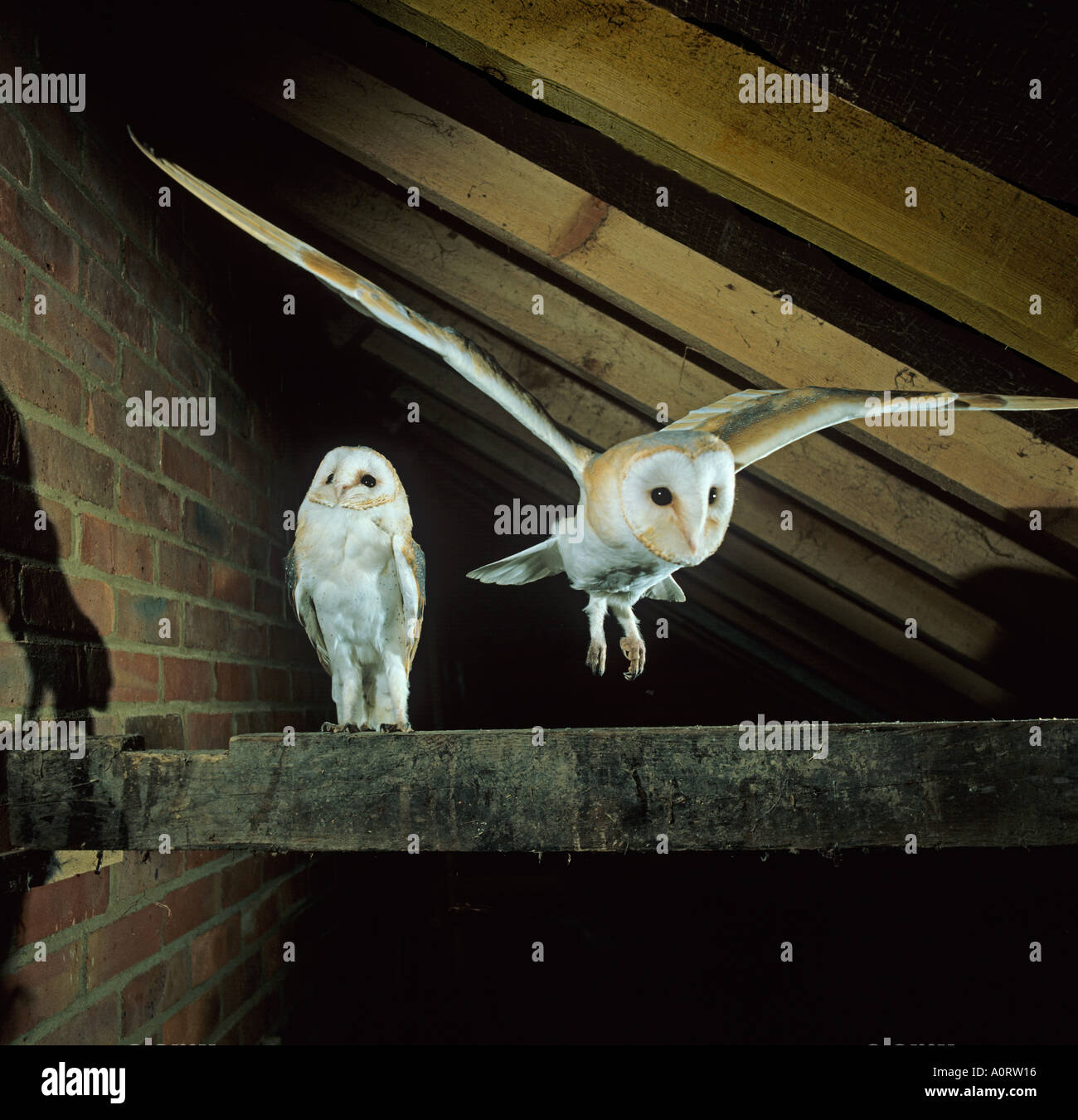 barn-owl-tyto-alba-flying-inside-farm-barn-norfolk-uk-stock-photo-alamy