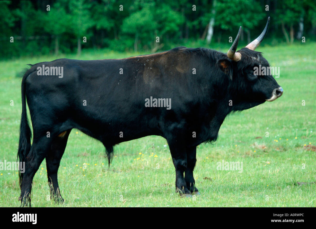 Aurochs / Ur / Auerochse / Heckrind Stock Photo - Alamy