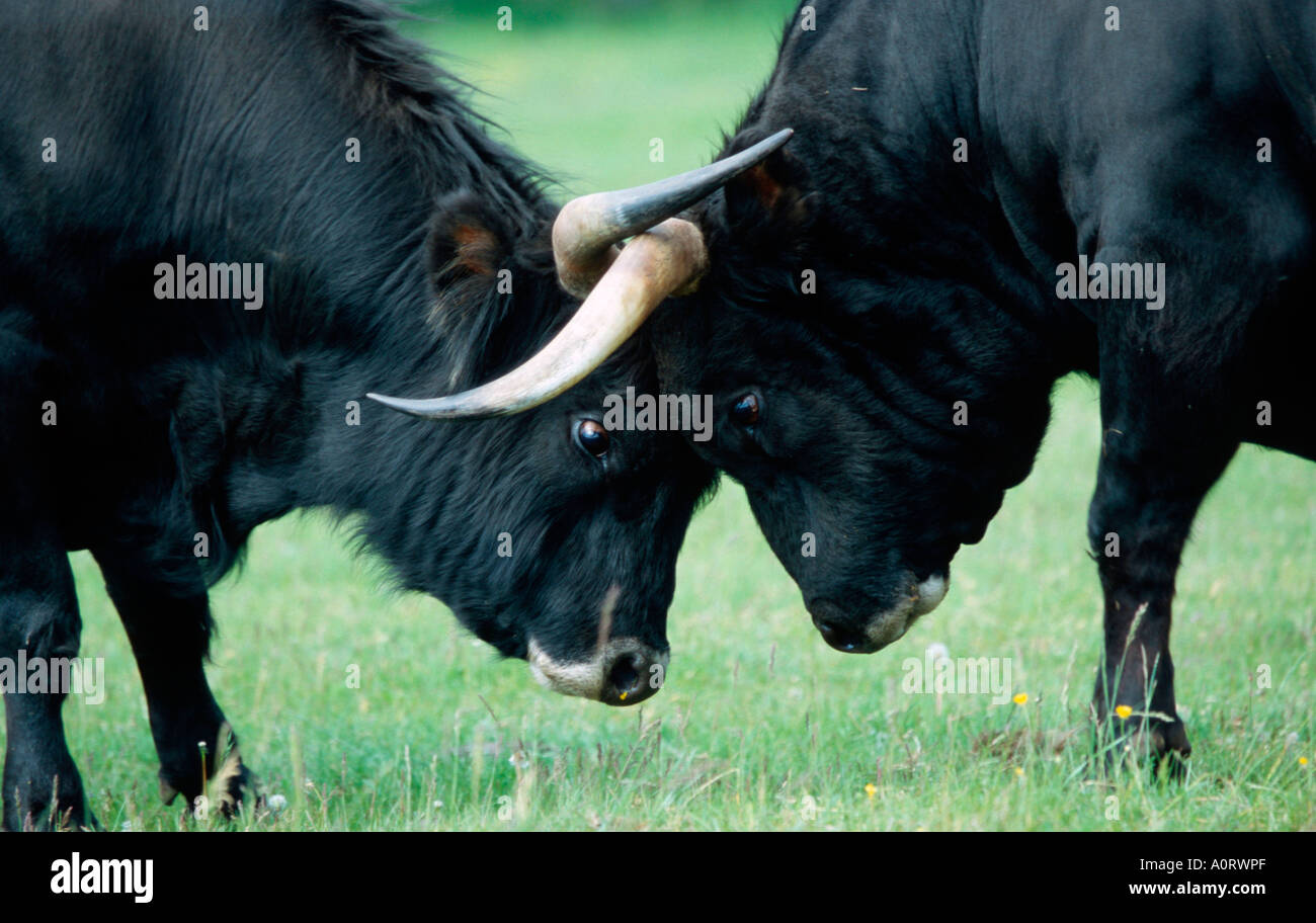 Auerochsen hi-res stock photography and images - Alamy
