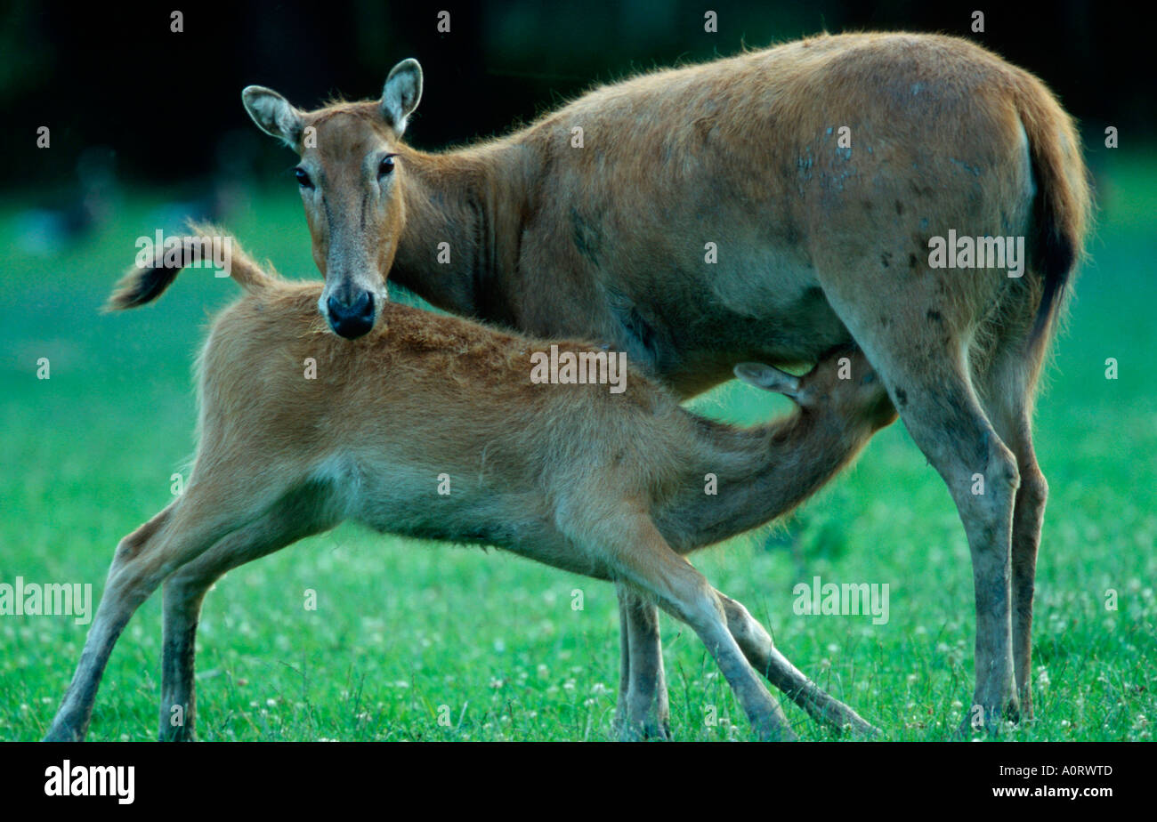 Pere David's Deer / Davidshirsch / Milu Stock Photo