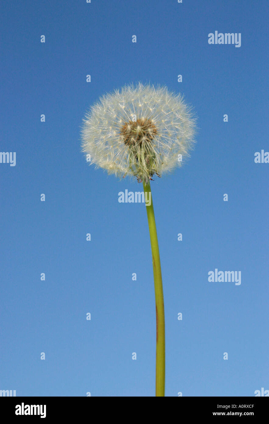 Close up of Dandelion stalk and seedhead with seeds still present and clear blue sky background One of two images in a series Stock Photo