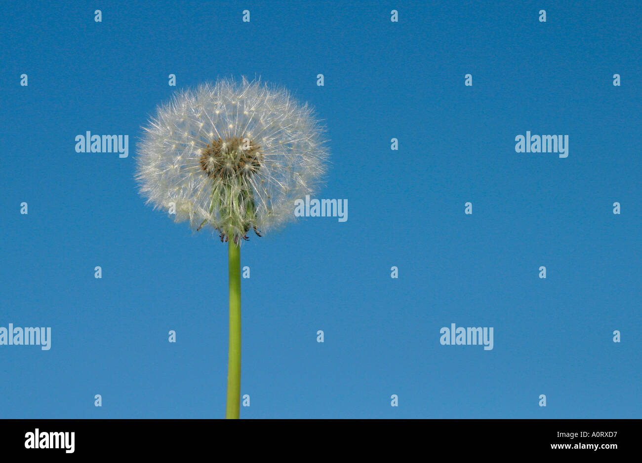 Close up of Dandelion stalk and seedhead with seeds still present and blue sky in background One of two images in a series Stock Photo