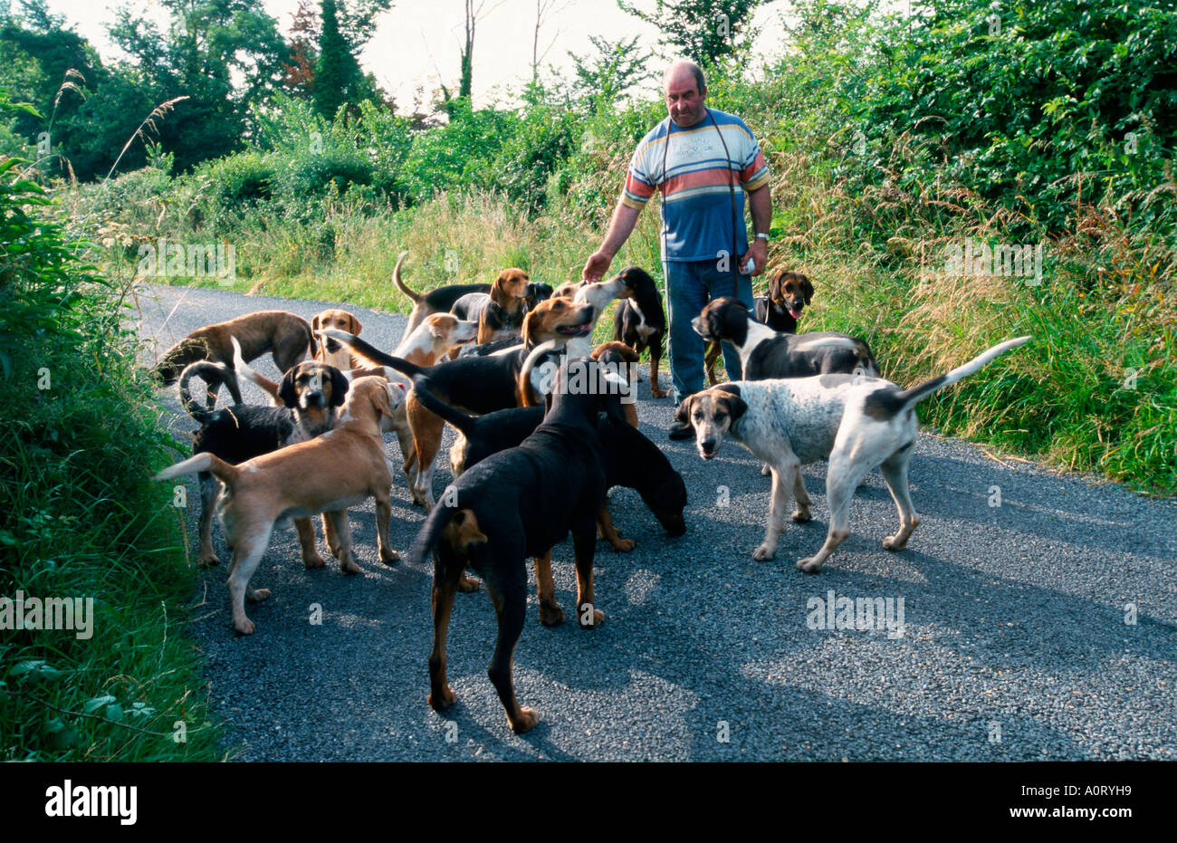 Man with hunting dogs Stock Photo
