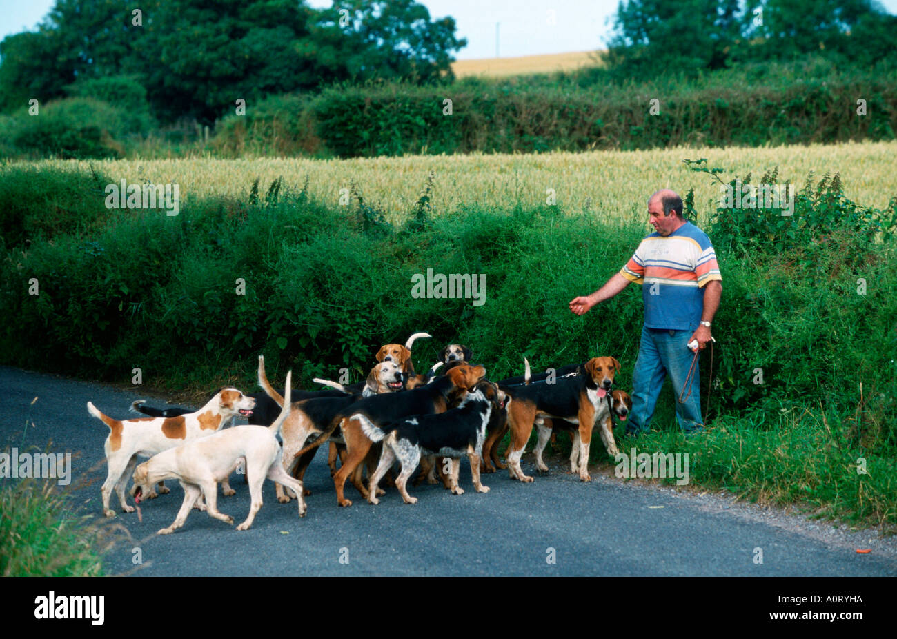 Man with hunting dogs Stock Photo